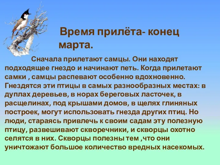 Сначала прилетают самцы. Они находят подходящее гнездо и начинают петь. Когда