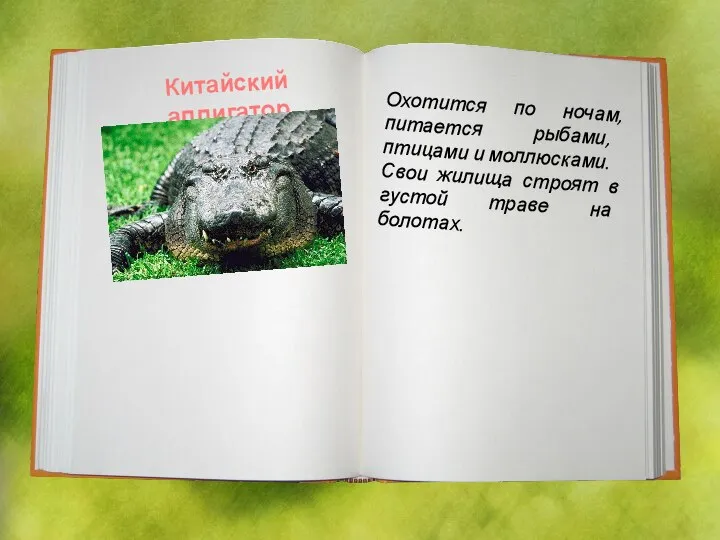 Китайский аллигатор Охотится по ночам, питается рыбами, птицами и моллюсками. Свои