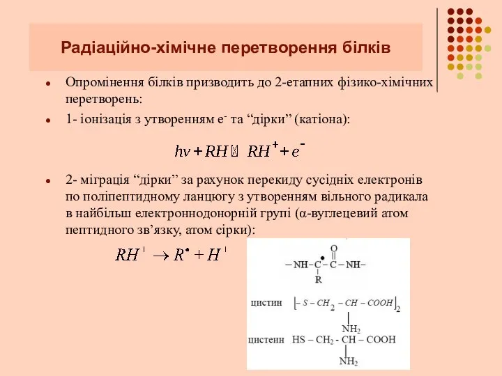 Радіаційно-хімічне перетворення білків Опромінення білків призводить до 2-етапних фізико-хімічних перетворень: 1-