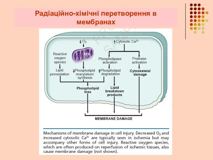 Радіаційно-хімічні перетворення в мембранах