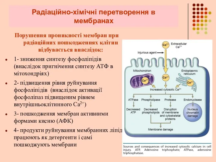 Радіаційно-хімічні перетворення в мембранах Порушення проникності мембран при радіаційних пошкодженнях клітин