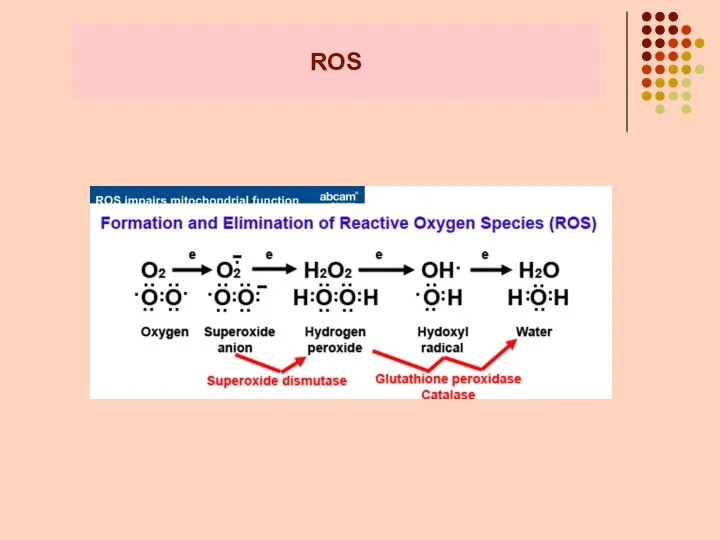 ROS