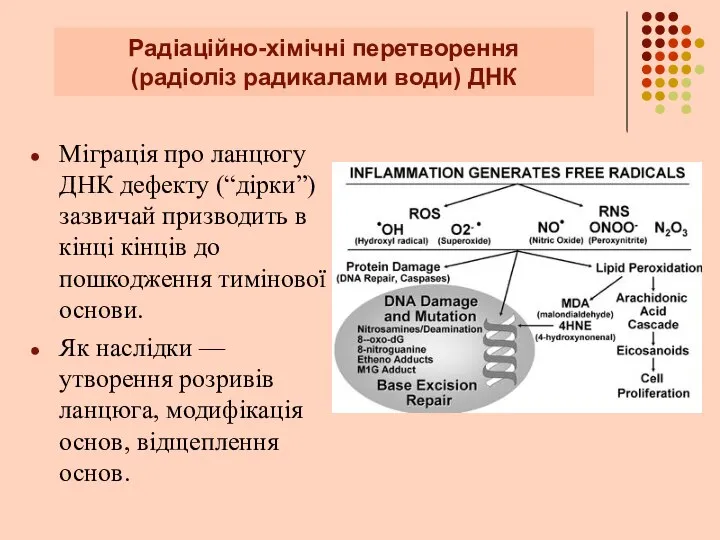 Радіаційно-хімічні перетворення (радіоліз радикалами води) ДНК Міграція про ланцюгу ДНК дефекту