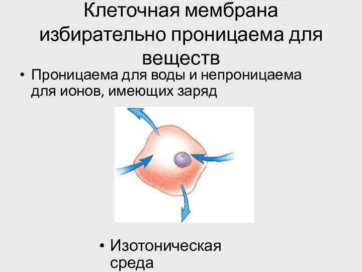 Клеточная мембрана избирательно проницаема для веществ Изотоническая среда Проницаема для воды