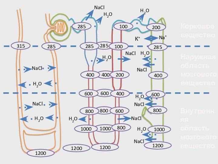 285 285 285 H2O NaCl Корковое вещество Наружная область мозгового вещество