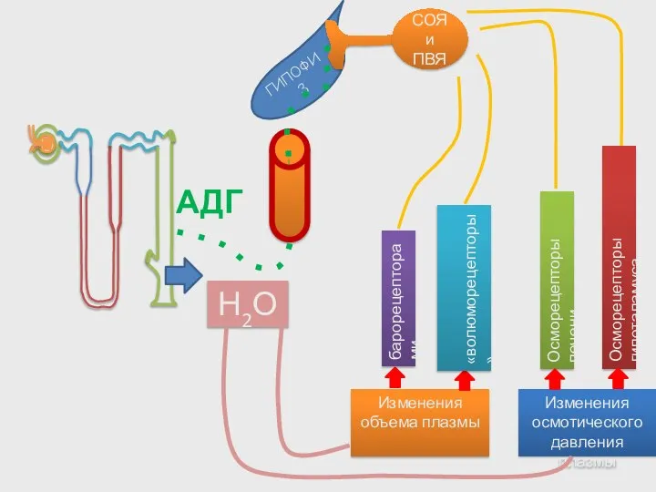 ГИПОФИЗ Изменения объема плазмы Изменения осмотического давления плазмы Осморецепторы печени Осморецепторы