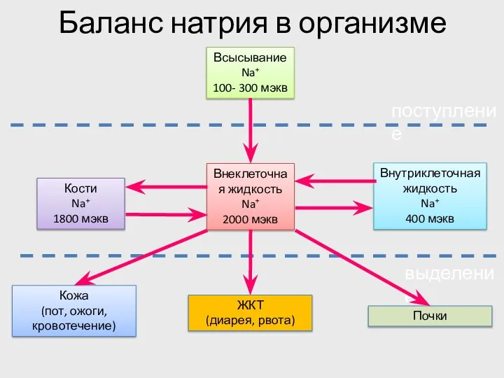 Баланс натрия в организме поступление выделение Всысывание Na+ 100- 300 мэкв