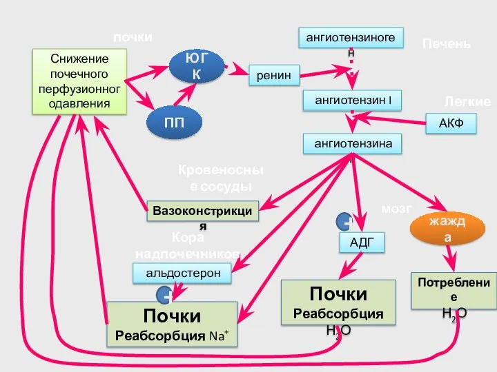 почки Снижение почечного перфузионногодавления ренин Почки Реабсорбция Na+ Печень Кровеносные сосуды