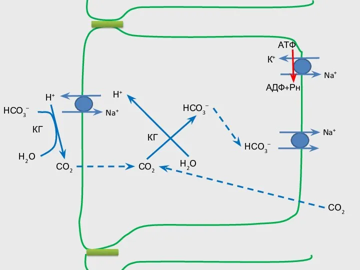 Na+ К+ АТФ АДФ+Рн Н+ НСО3– Н2О СО2 КГ Н+ НСО3– Н2О СО2 КГ НСО3– СО2