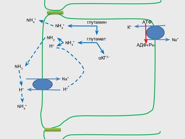 Н+ Na+ NН4+ глутамин Н+ глутамат NН4+ αКГ2– NН4+ NН3 Н+ NН3 NН4+