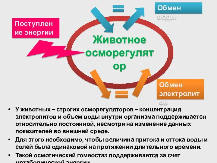 У животных – строгих осморегуляторов – концентрация электролитов и объем воды