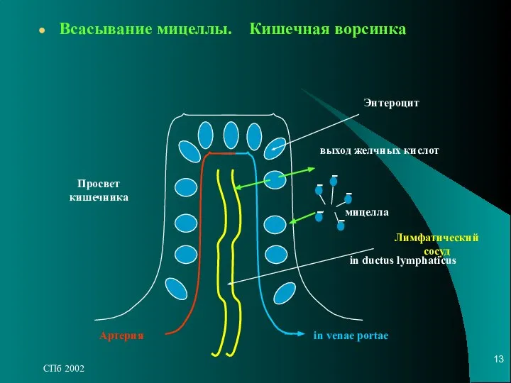 СПб 2002 Всасывание мицеллы. Кишечная ворсинка in ductus lymphaticus Артерия in