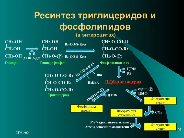 СПб 2002 Ресинтез триглицеридов и фосфолипидов (в энтероцитах)