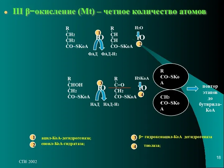 СПб 2002 III β−окисление (Мt) – четное количество атомов