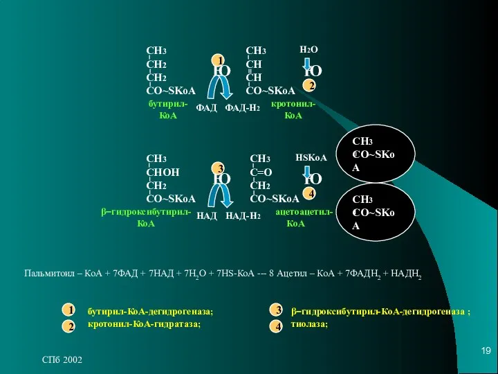 СПб 2002 Пальмитоил – КоА + 7ФАД + 7НАД + 7H2O