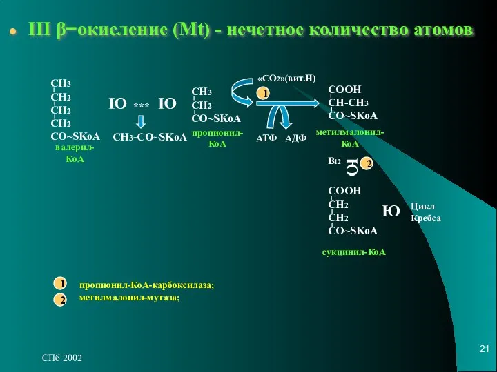 СПб 2002 III β−окисление (Мt) - нечетное количество атомов