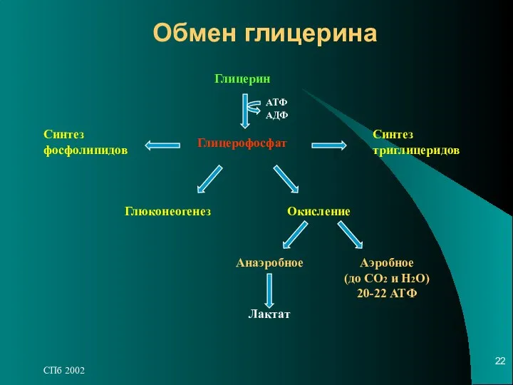 СПб 2002 Обмен глицерина Глицерин Глицерофосфат Синтез фосфолипидов Синтез триглицеридов Глюконеогенез