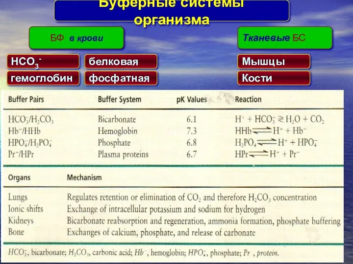 БФ в крови Tканевые БС Буферные системы организма HCO3- гемоглобин белковая фосфатная Mышцы Кости