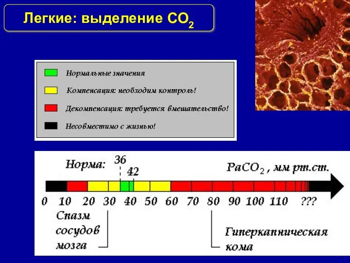 Легкие: выделение СО2