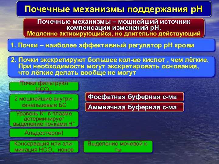 Почечные механизмы поддержания pH 1. Почки – наиболее эффективный регулятор pH