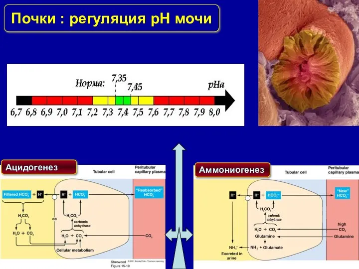 Почки : регуляция pH мочи Ацидогенез Аммониогенез
