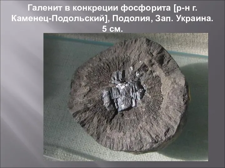 Галенит в конкреции фосфорита [р-н г. Каменец-Подольский], Подолия, Зап. Украина. 5 см.