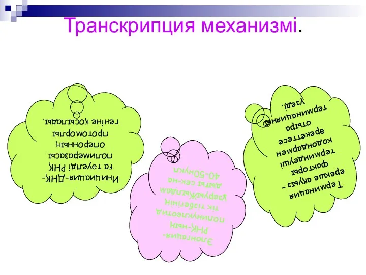 Транскрипция механизмі. Инициация-ДНҚ-ға тәуелді РНҚ полимеразасы оперонның протоморлы геніне қосылады. Элонгация-РНҚ-ның