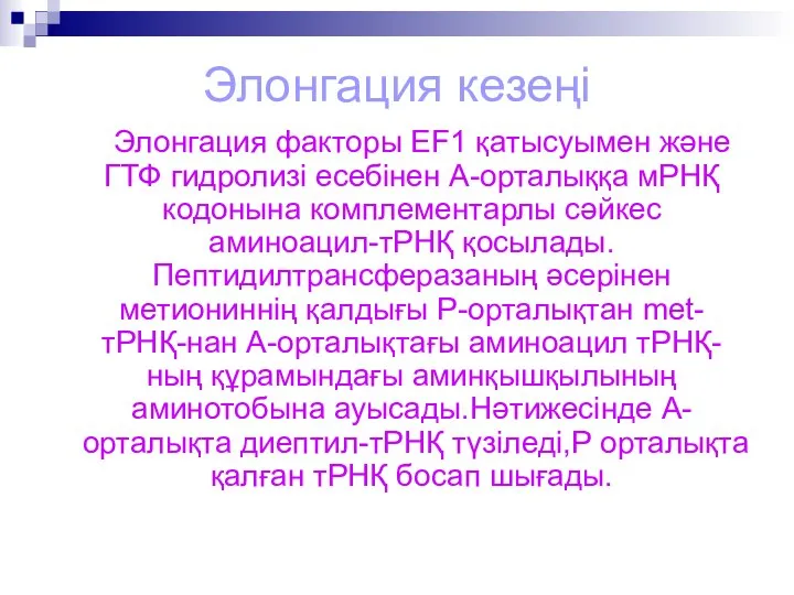 Элонгация кезеңі Элонгация факторы EF1 қатысуымен және ГТФ гидролизі есебінен А-орталыққа