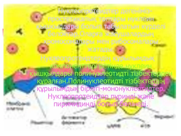 Нуклеопротеидтер дегеніміз-простетикалық топтары нуклеин қышқылдары болып табылатын күрделі белоктар.Оларға жасушалардың хромосомалары