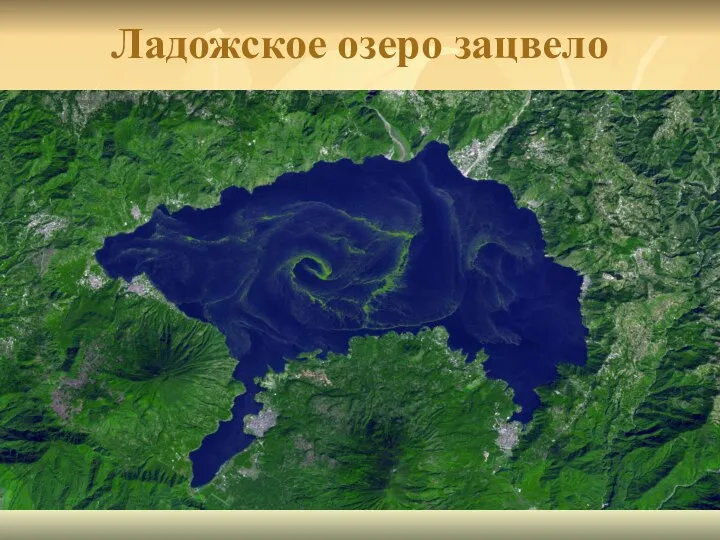 Ладожское озеро зацвело
