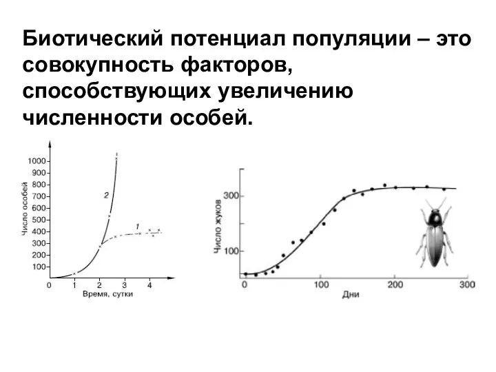 Биотический потенциал популяции – это совокупность факторов, способствующих увеличению численности особей.