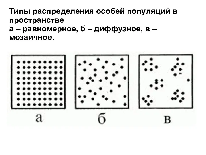 Типы распределения особей популяций в пространстве а – равномерное, б – диффузное, в – мозаичное.