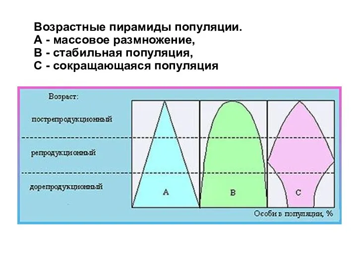 Возрастные пирамиды популяции. А - массовое размножение, В - стабильная популяция, С - сокращающаяся популяция