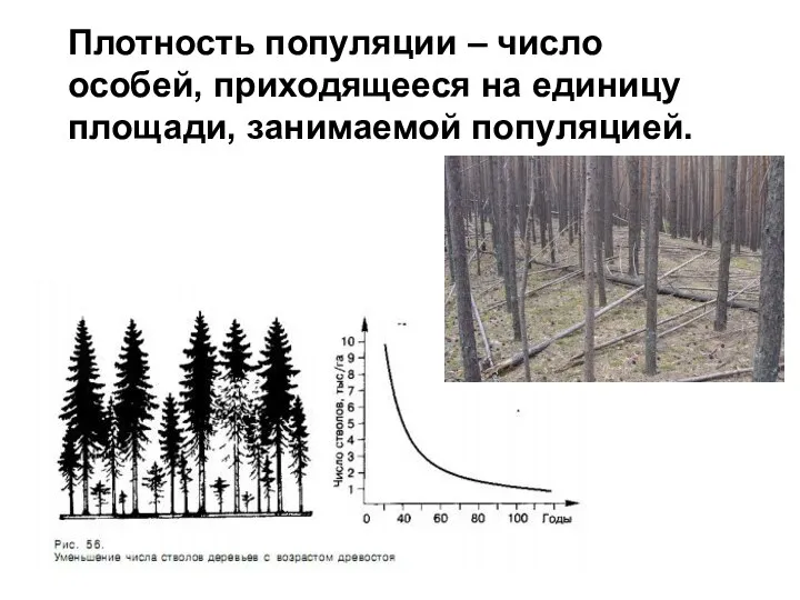 Плотность популяции – число особей, приходящееся на единицу площади, занимаемой популяцией.