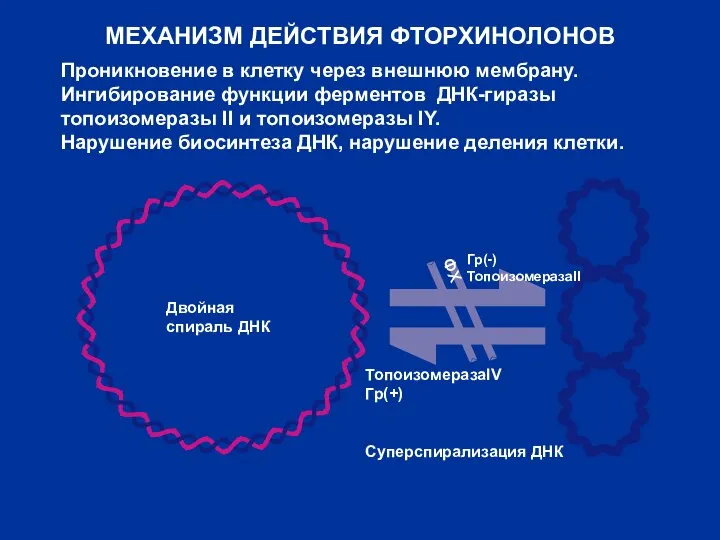 МЕХАНИЗМ ДЕЙСТВИЯ ФТОРХИНОЛОНОВ Проникновение в клетку через внешнюю мембрану. Ингибирование функции