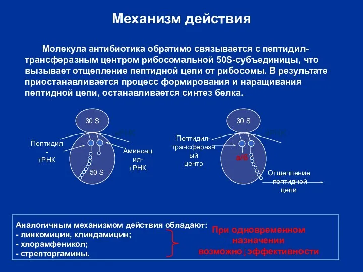 Механизм действия Молекула антибиотика обратимо связывается с пептидил-трансферазным центром рибосомальной 50S-субъединицы,