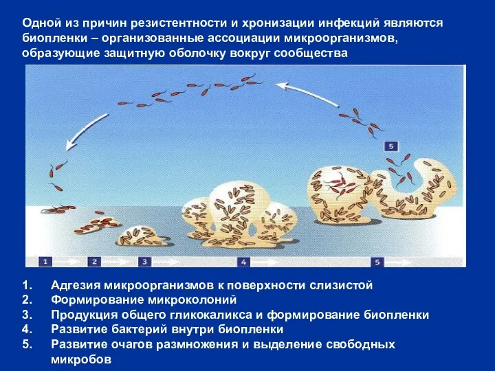 Одной из причин резистентности и хронизации инфекций являются биопленки – организованные