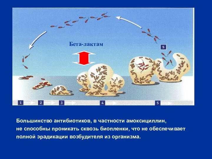 Бета-лактам Большинство антибиотиков, в частности амоксициллин, не способны проникать сквозь биопленки,