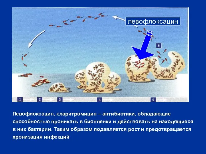 левофлоксацин Левофлоксацин, кларитромицин – антибиотики, обладающие способностью проникать в биопленки и