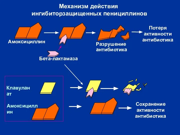 Клавуланат Амоксициллин Бета-лактамаза Амоксициллин Сохранение активности антибиотика Потеря активности антибиотика Разрушение антибиотика Механизм действия ингибиторзащищенных пенициллинов