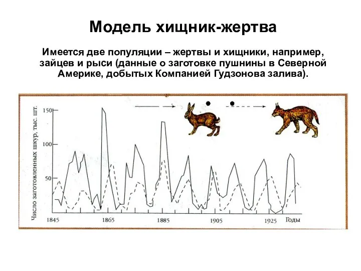 Модель хищник-жертва Имеется две популяции – жертвы и хищники, например, зайцев