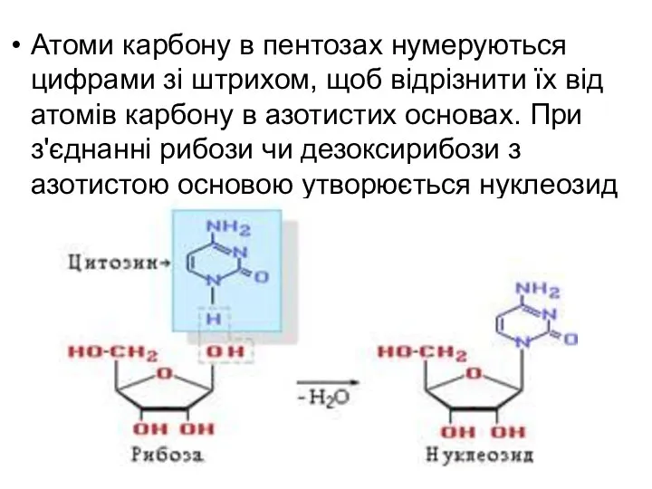 Атоми карбону в пентозах нумеруються цифрами зі штрихом, щоб відрізнити їх