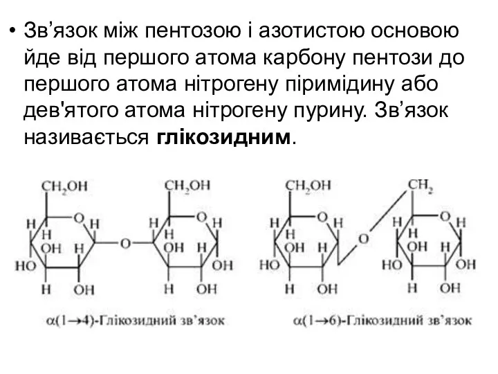 Зв’язок між пентозою і азотистою основою йде від першого атома карбону