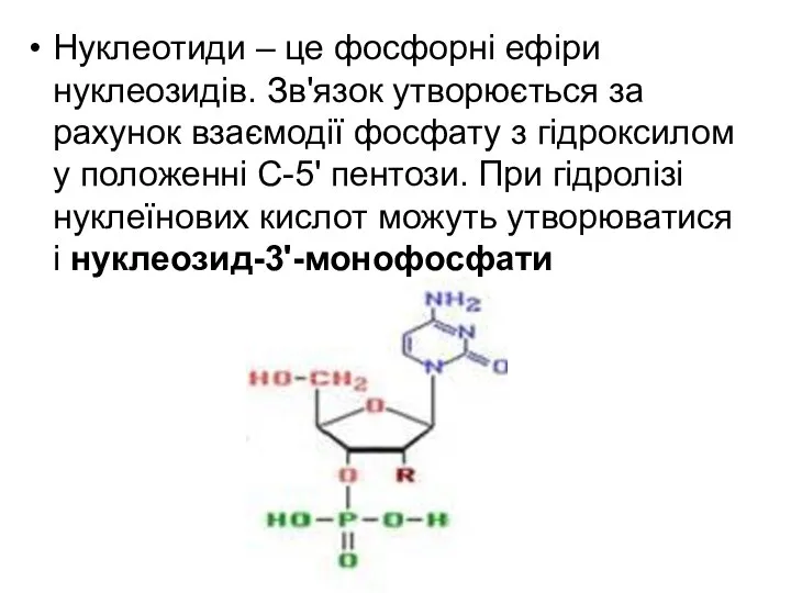 Нуклеотиди – це фосфорні ефіри нуклеозидів. Зв'язок утворюється за рахунок взаємодії