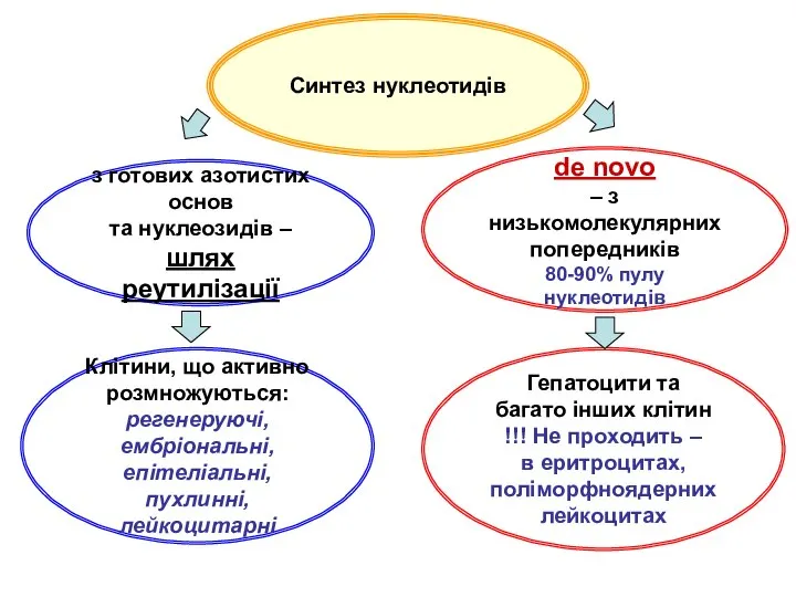 Синтез нуклеотидів з готових азотистих основ та нуклеозидів – шлях реутилізації