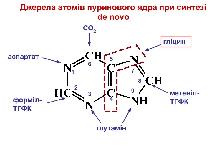 Джерела атомів пуринового ядра при синтезі de novo СО2 аспартат форміл-ТГФК