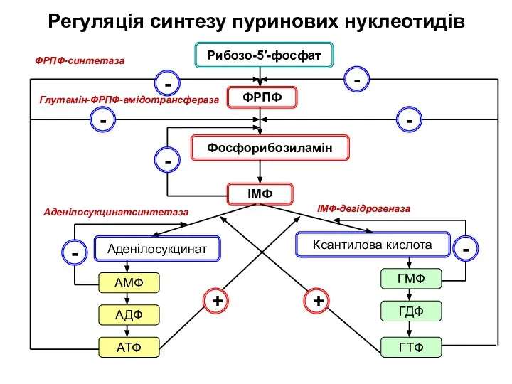 Регуляція синтезу пуринових нуклеотидів Рибозо-5′-фосфат ФРПФ Фосфорибозиламін ІМФ Аденілосукцинат Ксантилова кислота