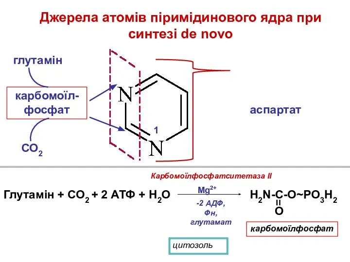 Джерела атомів піримідинового ядра при синтезі de novo СО2 глутамін карбомоїл-фосфат