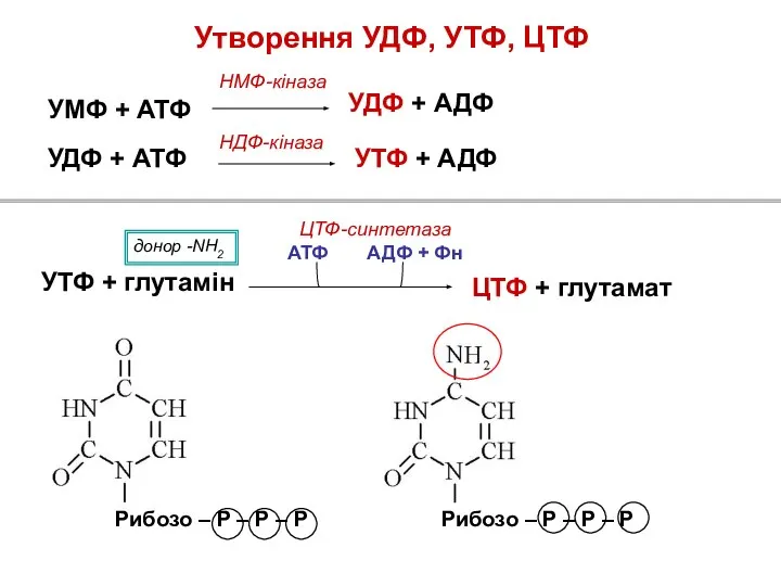 УМФ + АТФ УДФ + АДФ НМФ-кіназа УДФ + АТФ УТФ