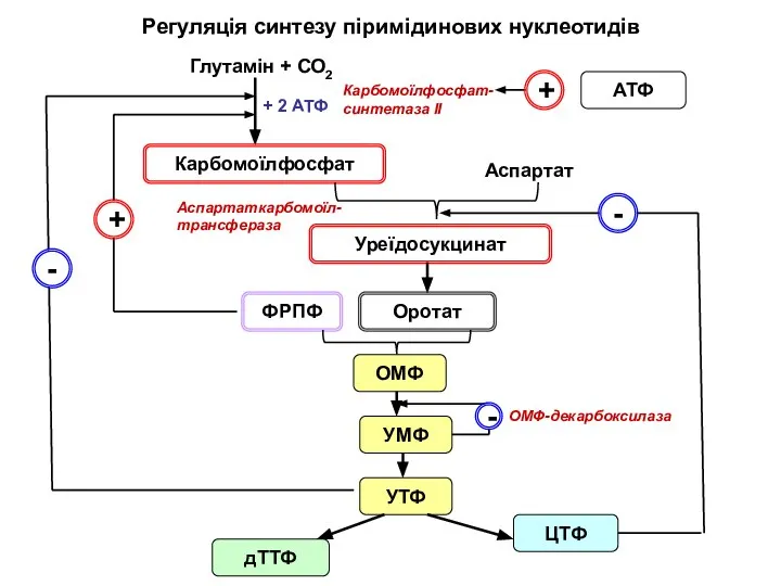 Регуляція синтезу піримідинових нуклеотидів Глутамін + СО2 Карбомоїлфосфат Аспартат Уреїдосукцинат Оротат